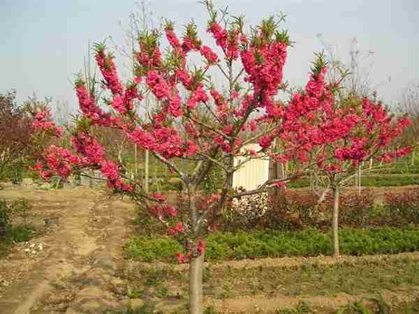 紅花（huā）碧桃