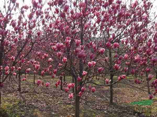 紅花玉蘭（lán）